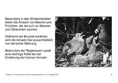 Bilderbuch-Amsel-SW-10.pdf